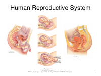 human reproductive system.pdf
